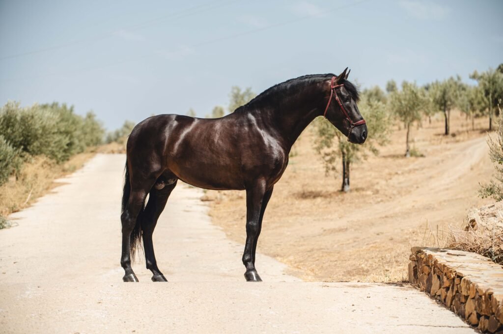 Grupo de caballos Pura Raza Española de capa negra azabache criados en libertad en Yeguada Salvador Ávila.