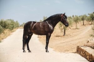 Talento de Ávila, ejemplar Pura Raza Española de capa negra, 4 años, hijo de Ultimado XXVI y Marquesa de Vargas.