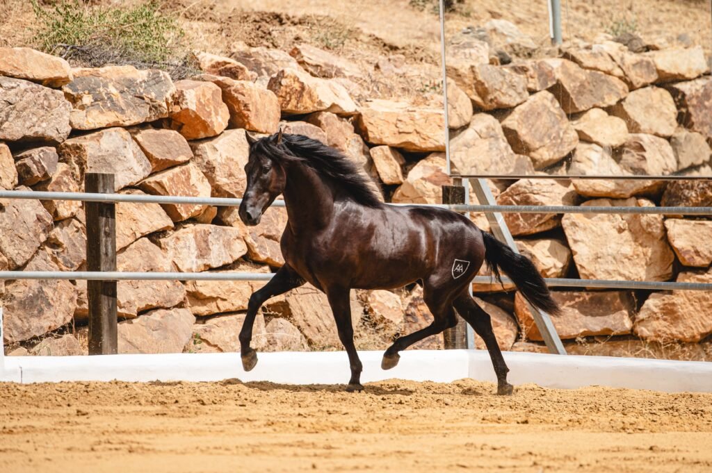 Grupo de caballos Pura Raza Española de capa negra azabache criados en libertad en Yeguada Salvador Ávila.