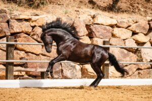 Caballo PRE negro con 1,62 m de alzada mostrando elasticidad y suspensión, línea de sangre de Marquesa de Vargas.