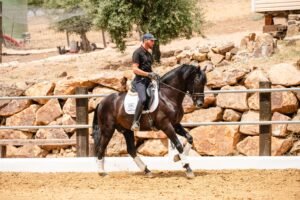 Caballo PRE negro con 1,62 m de alzada mostrando elasticidad y suspensión, línea de sangre de Marquesa de Vargas.