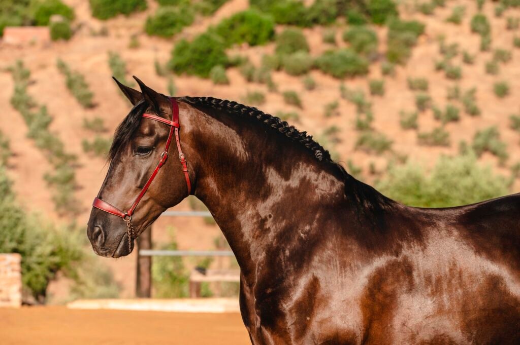 Grupo de caballos Pura Raza Española de capa negra azabache criados en libertad en Yeguada Salvador Ávila.