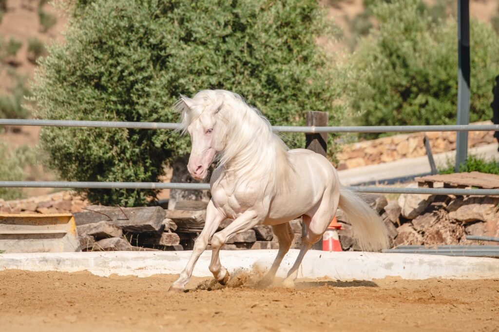 Ejemplar de Pura Raza Española de capa diluida (albino/perla) con ojos claros y piel rosada, destacando su exclusividad genética.
