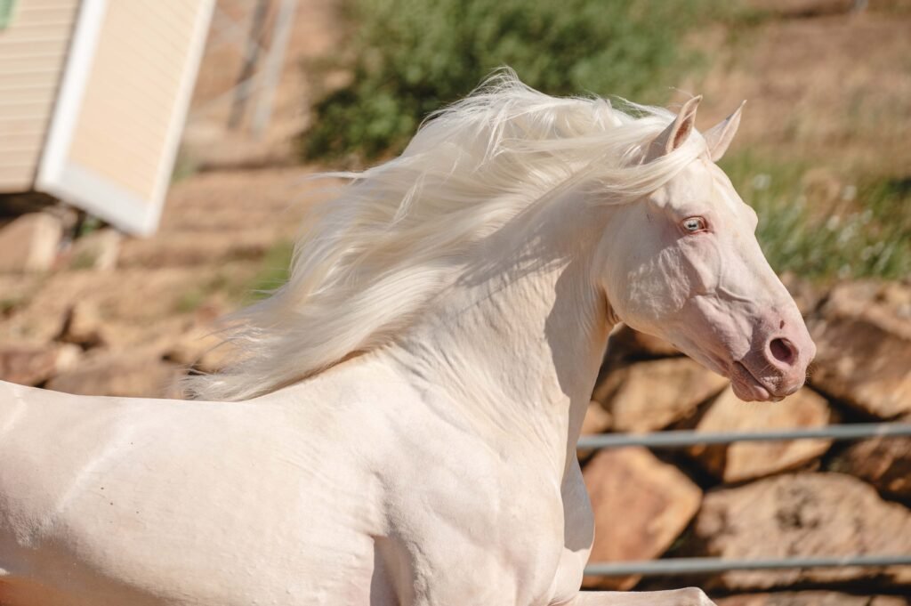 Ejemplar de Pura Raza Española de capa diluida (albino/perla) con ojos claros y piel rosada, destacando su exclusividad genética.