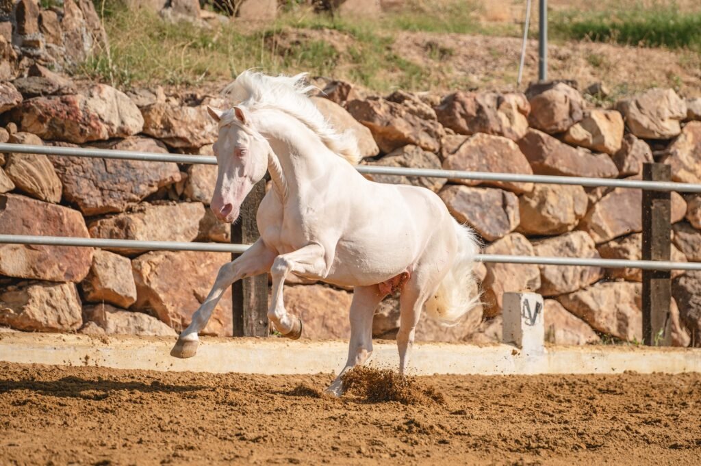 Ejemplar de Pura Raza Española de capa diluida (albino/perla) con ojos claros y piel rosada, destacando su exclusividad genética.
