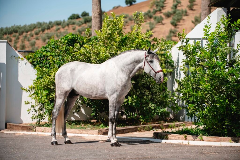 Caballo Pura Raza Española de capa torda destacando su elegancia y movimientos típicos de la raza en Yeguada Salvador Ávila.