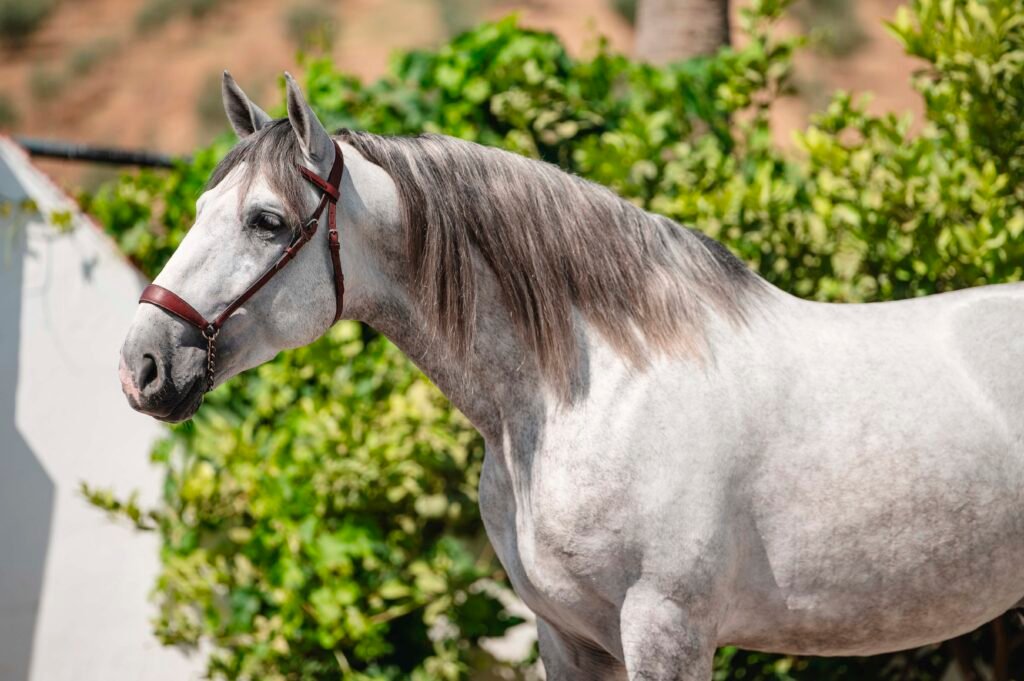 Caballo Pura Raza Española de capa torda destacando su elegancia y movimientos típicos de la raza en Yeguada Salvador Ávila.