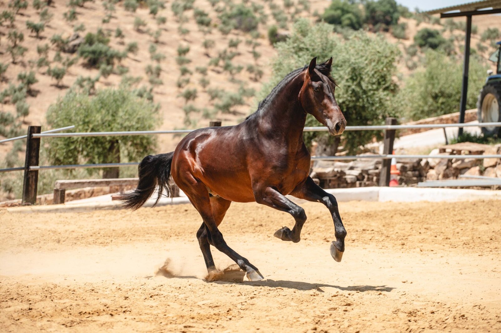 Zalamero de Ávila montado, mostrando su carácter tranquilo y aptitud para jinetes que buscan un caballo para hacerse a sí mismos.