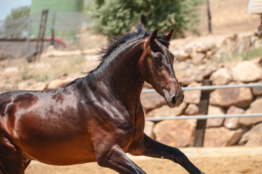 Caballos Pura Raza Española de capa castaña, destacando su estructura ósea y aptitudes para la doma en Yeguada Salvador Ávila.