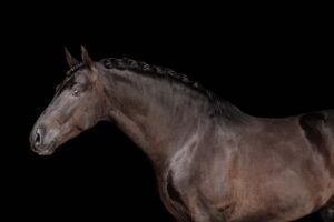 Talento de Ávila, ejemplar Pura Raza Española de capa negra, 4 años, hijo de Ultimado XXVI y Marquesa de Vargas.