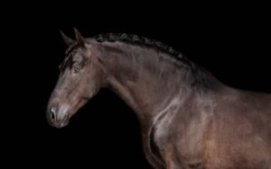 Talento de Ávila, ejemplar Pura Raza Española de capa negra, 4 años, hijo de Ultimado XXVI y Marquesa de Vargas.