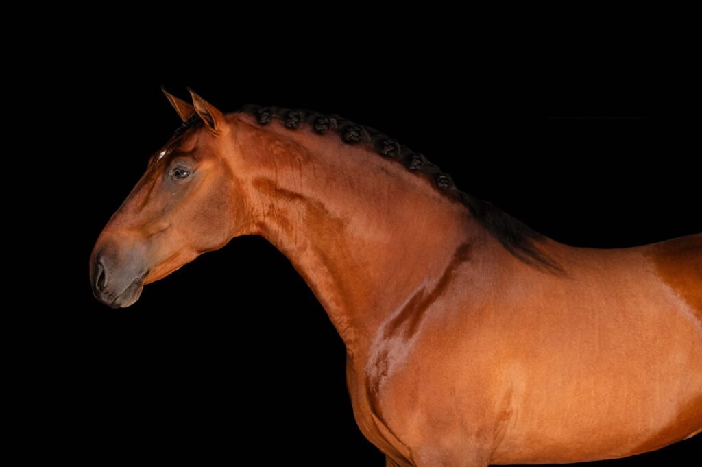 Caballos Pura Raza Española de capa castaña, destacando su estructura ósea y aptitudes para la doma en Yeguada Salvador Ávila.