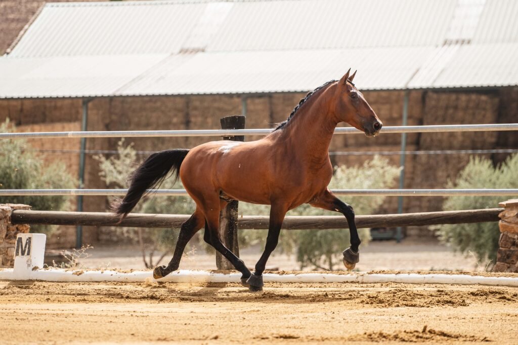 Caballos Pura Raza Española de capa castaña, destacando su estructura ósea y aptitudes para la doma en Yeguada Salvador Ávila.