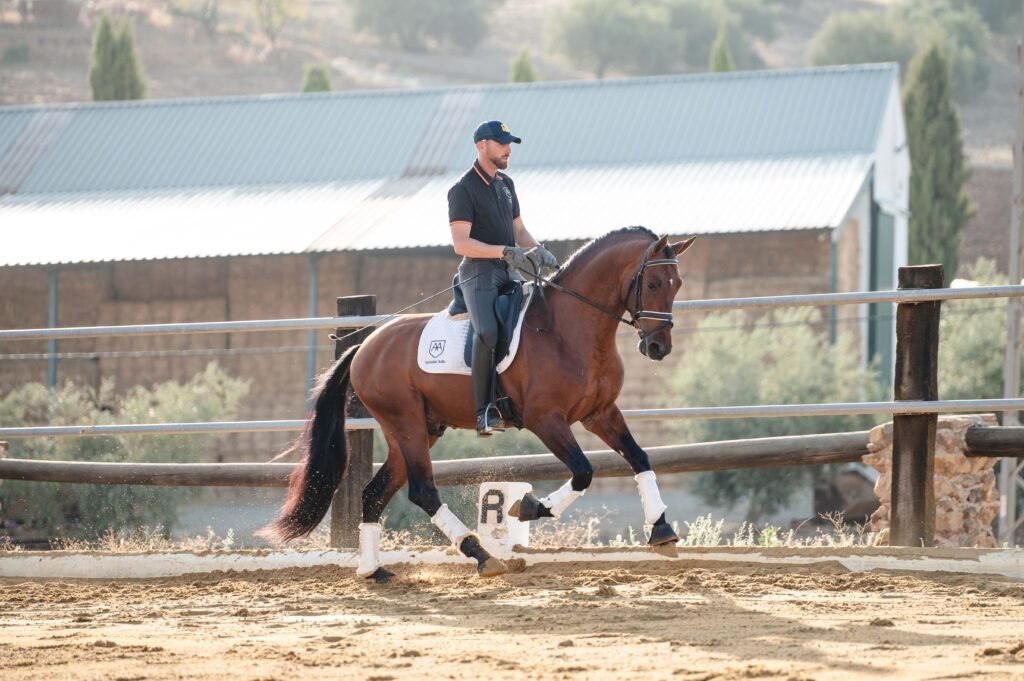 Caballo PRE confirmado en niveles medios de doma realizando cambios de pie.