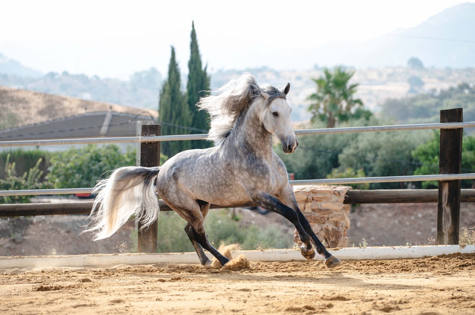Caballo PRE tordo Romero montado, mostrando su buena base de doma y excelente estampa barroca en Yeguada Salvador Ávila.