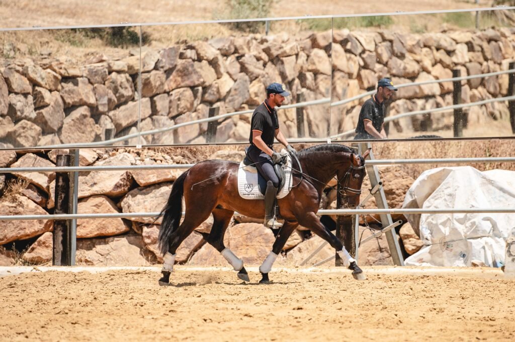 Caballo de exhibición realizando alta escuela bajo la montura en Yeguada Salvador Ávila.