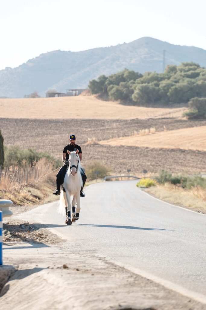 Caballo PRE montado con buen contacto y equilibrio, ideal para jinetes aficionados.