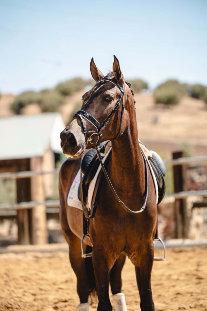 Caballo Pura Raza Española montado realizando ejercicios de doma clásica en pista.