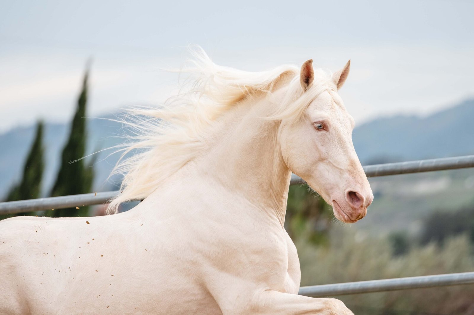 Caballo cruzado de capa albina, Tabaco, 7 años y 1,63 m de alzada, ejemplar de gran belleza con nivel de doma avanzado.