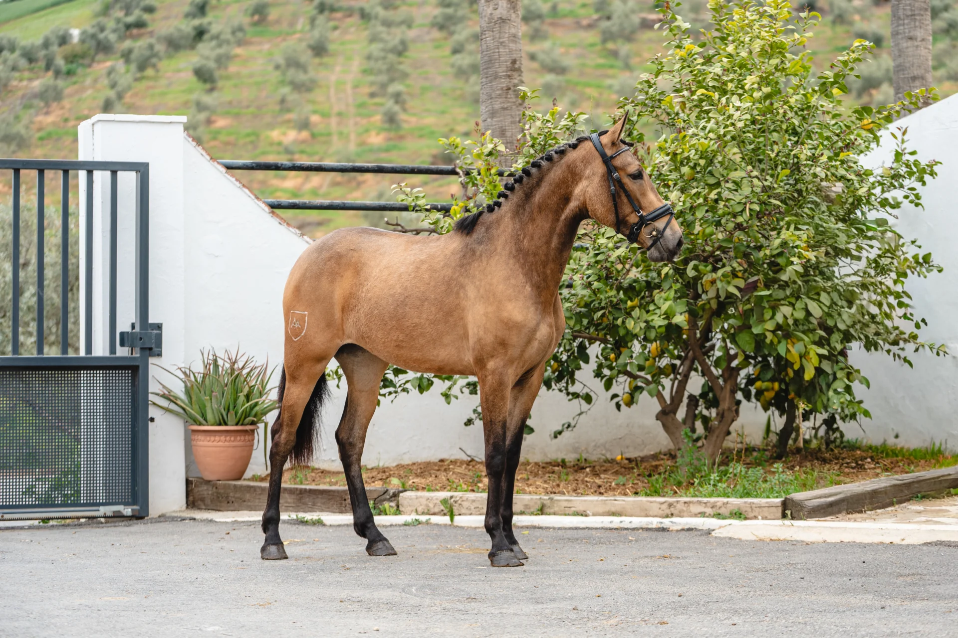 Nevada - Ejemplar con mucha clase en venta