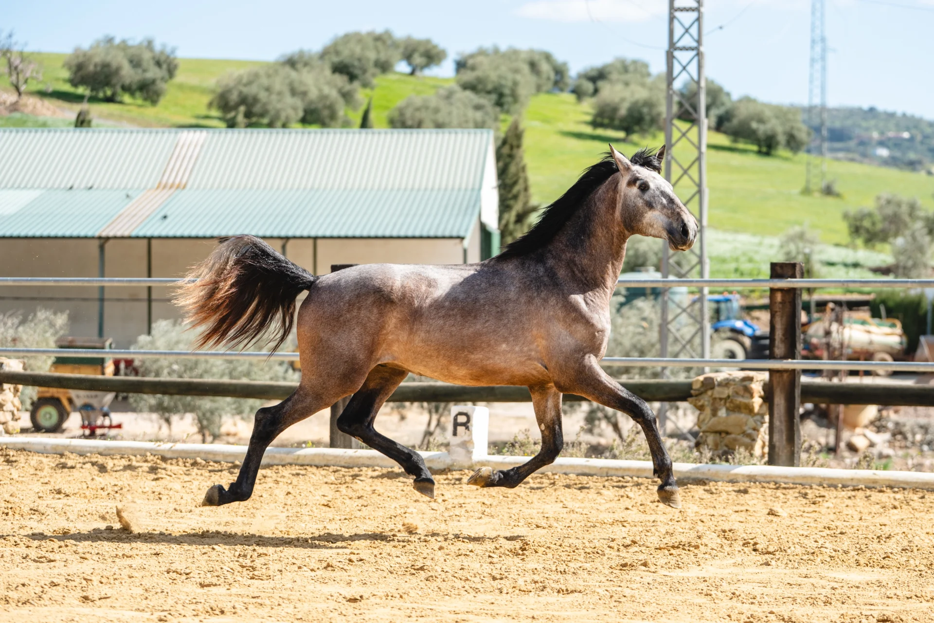 Tesoro - Ejemplar PRE Tordo Espectacular