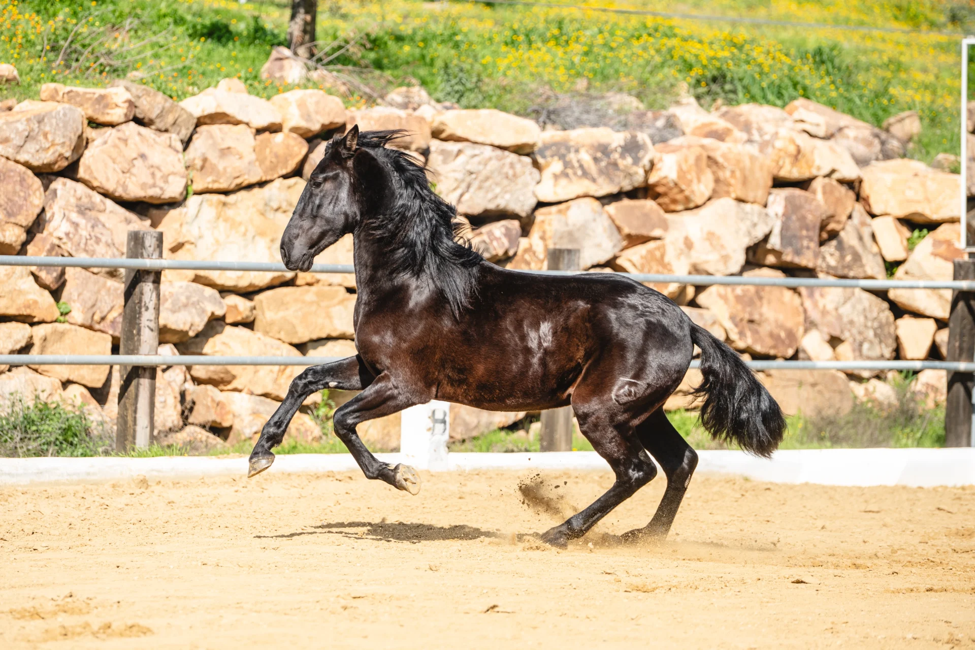 Pegaso - Ejemplar PRE Negro montado noble